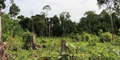 Brasil lider la prdida de bosques tropicales primarios en el mundo en 2021