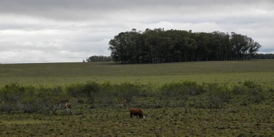 Invierno: Ganadera brindar fardos a productores familiares 