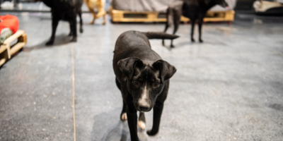Desde Un Solo Uruguay se propone el retorno de las perreras para controlar la poblacin canina y bajar los ataques a las majadas