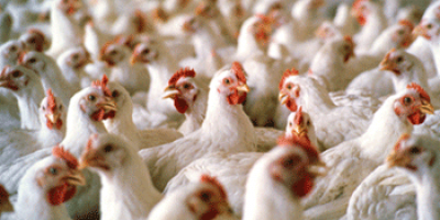 Denuncian la muerte de 5 mil pollos por falta de gas a granel