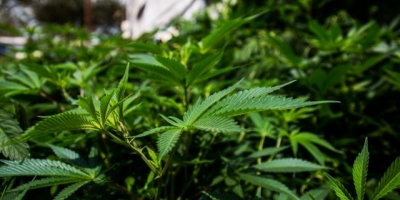 El consumo de marihuana en nuestro pas contina creciendo en forma sostenida