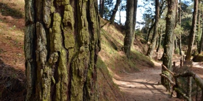 Colombia ha perdido 7.585 hectreas de bosques por deforestacin en 6 meses