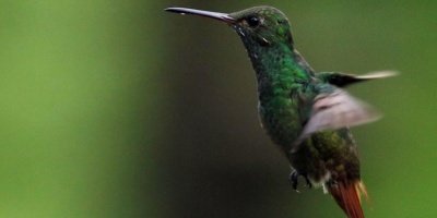 Un colibrí, la mascota de juegos Centroamericanos y del Caribe de Mar y Playa