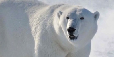 Una nueva población de osos polares en Groenlandia ayuda a estudiar su futuro