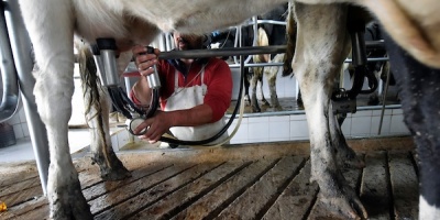 Productores de leche respaldan posibles acciones legales contra gremio 