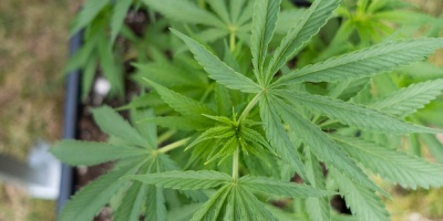 Buscan fortalecer sistema de adquirentes, a 5 aos del comienzo de ventas de cannabis en farmacias