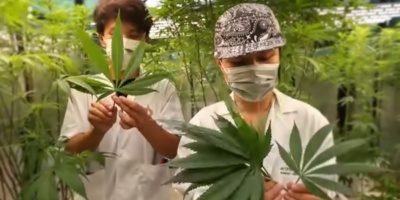 Legisladores blancos y colorados coinciden en que no es un momento oportuno analizar la Ley de la Marihuana