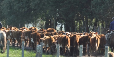 Salto recibir en setiembre las VII Jornadas Agropecuarias del CCEAU