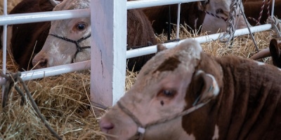 Hay expectativa en la ARU por la nueva edici�n de la Expo Prado