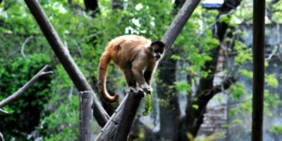 Capturaron al mono que se hab�a escapado del zool�gico municipal "Villa Dolores"