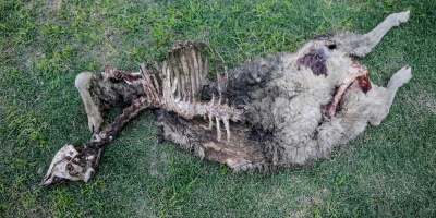 Advierten por falta de controles a perros sin due�o en el interior del pa�s