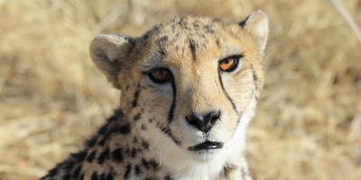 India reintroduce guepardos, 70 años tras su extinción