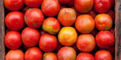 El precio del tomate est� pr�ximo a bajar