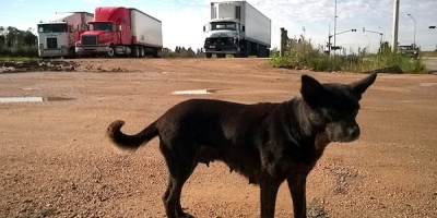 Servicio de emergencia para animales accidentados en v�a p�blica