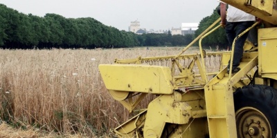 MGAP: gobierno declar la emergencia agropecuaria para todo el pas por dficit hdrico y forrajero