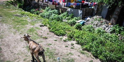 Alertan sobre emergencia alimentaria