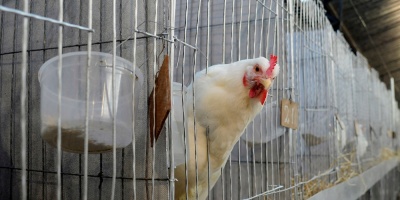 Exportaci�n: Se triplicar� el volumen respecto al promedio de los �ltimos 3 a�os.