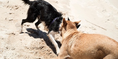 Buscan erradicar las jaur�as de perros