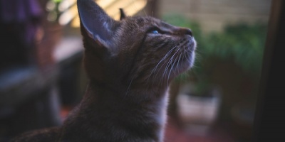 Este fin de semana se realizar�n jornadas de adopci�n de perros y gatos