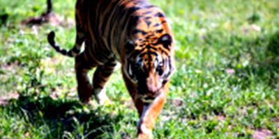 Muri� el tigre de Villa Dolores