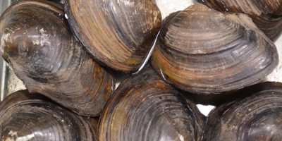 Ces� la alerta por marea roja en Maldonado