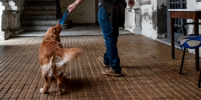 INBA desarrolla campa�a para chipear y castrar a 120 mil animales al a�o