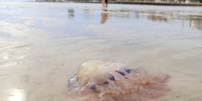 Disminuye la cantidad de aguavivas en Maldonado y Punta del Este