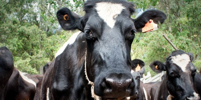 Productores lecheros advierten por impacto de la sequ�a y piden ayuda financiera para enfrentarla 