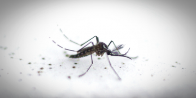 La Intendencia de Montevideo y la Facultad de medicina unen esfuerzos para prevenir enfermedades transmitidas por mosquitos