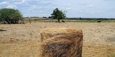 Uruguay se apresta a aplicar medidas de emergencia agropecuaria ante sequ�a