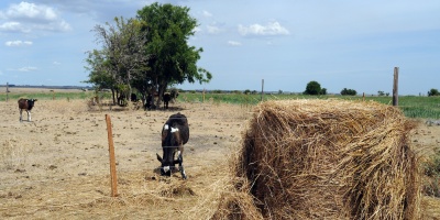 Inumet alert� que el 40% del pa�s est� bajo sequ�a "severa"