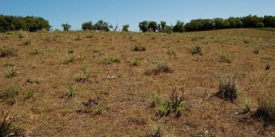 Productores a�n no cuantifican los costos por la sequ�a