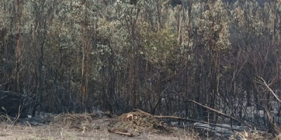 Ya se est� en etapa de liquidaci�n y enfriamiento en incendios del Cerro Del Toro 