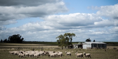 Aumenta poblaci�n de escarabajos por sequ�a, y 15 ovejas murieron por ingerirlos