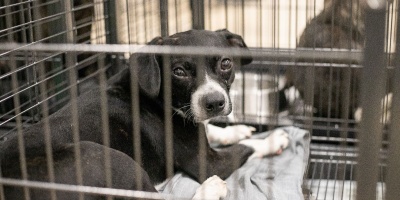 INBA rescata 20 perros abandonados en una casa en Pocitos