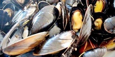 Levantan parcialmente a la veda existente por marea roja en Rocha