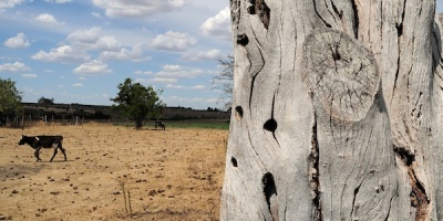 Es dram�tica la situaci�n en los departamentos del centro-sur y y suroeste donde no llovi�, o llovi� muy poco