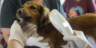 INBA super� los 100 mil chipeos y realizar� jornada masiva de castraci�n gratuita y chipeo en Municipio F