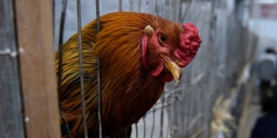 Alerta: Son varios los casos de gripe aviar