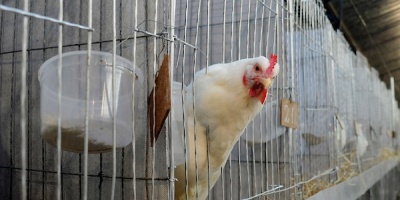 Sector av�cola intensific� medidas de bio-seguridad para evitar casos de gripe aviar 