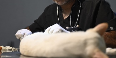 Cifra r�cord de chipeados