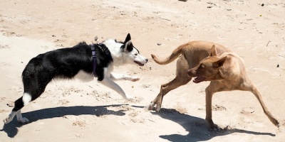 Decreto de Gobierno reglamenta identificaci�n y esterilizaci�n de perros y gatos 