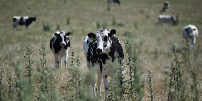 Para el senador blanco Sebasti�n Da Silva, la aparici�n de un caso de �vaca loca� en Brasil favorecer� a la ganader�a uruguaya