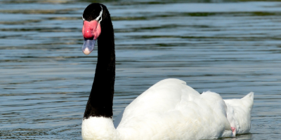 Ministerio de Ganader�a confirm� que actualmente no hay nuevos focos de gripe aviar