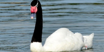 Se registran 130 muertes de cisnes de cuello negro por gripe aviar