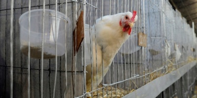 MGAP: la detección de gripe aviar en pollos de Argentina obliga aumentar los sistemas de bioseguridad del país