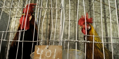 MGAP: confirman la presencia de Influenza Aviar H5 en gallinas y otras aves de corral muertas halladas en Tacuaremb�