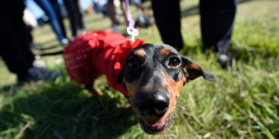 La intendencia de Maldonado alcanz� las 5.000 castraciones gratuitas en 2022 