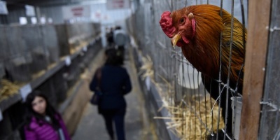 MSP realiza monitoreo tras detectar segundo foco de influenza aviar