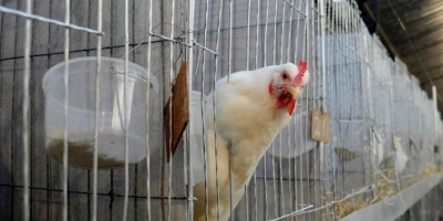 Gripe Aviar: Eval�an la posibilidad de vacunar a todo el sector av�cola